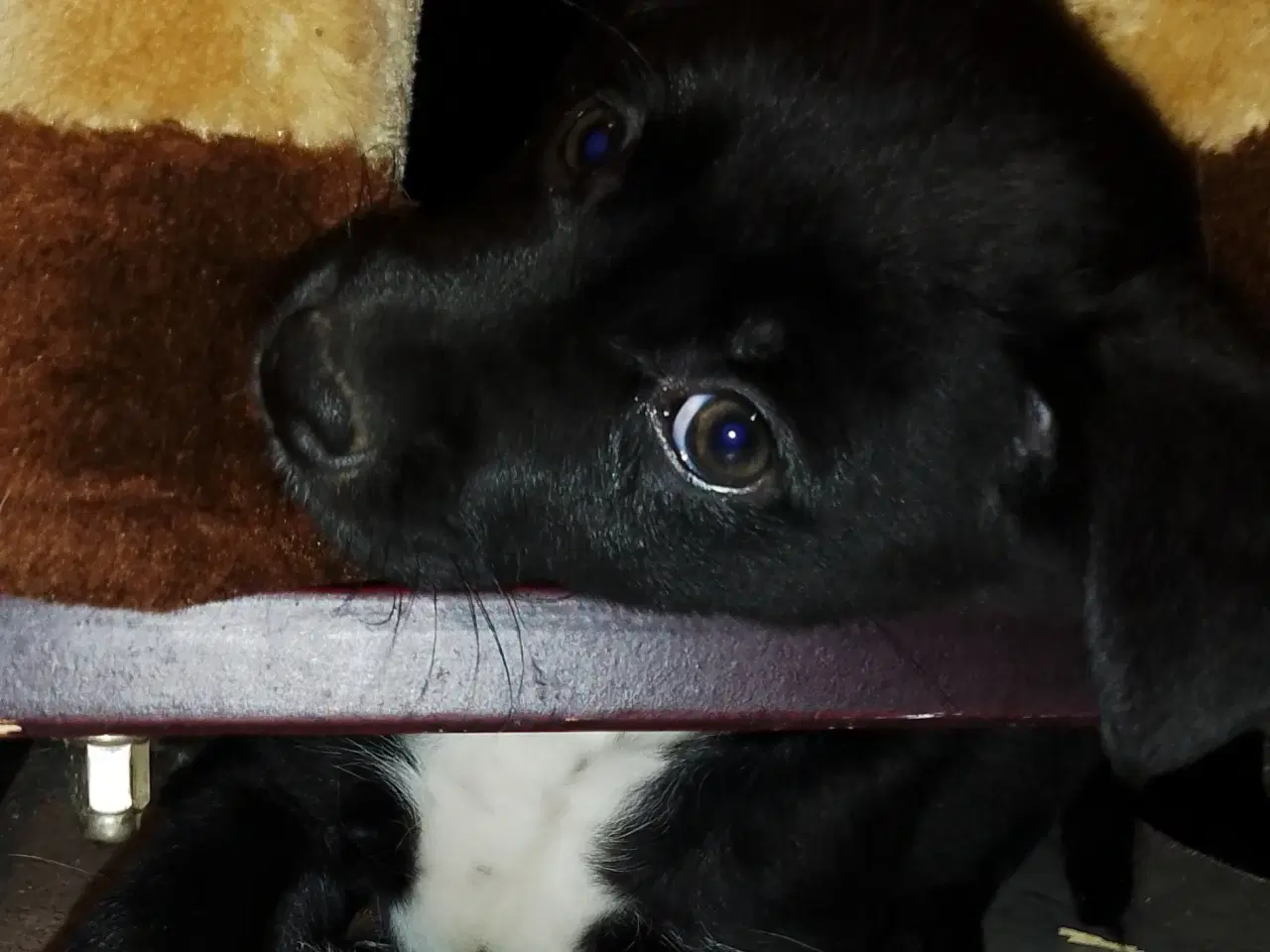 Billede 6 - Labrador/border collie/power puff.