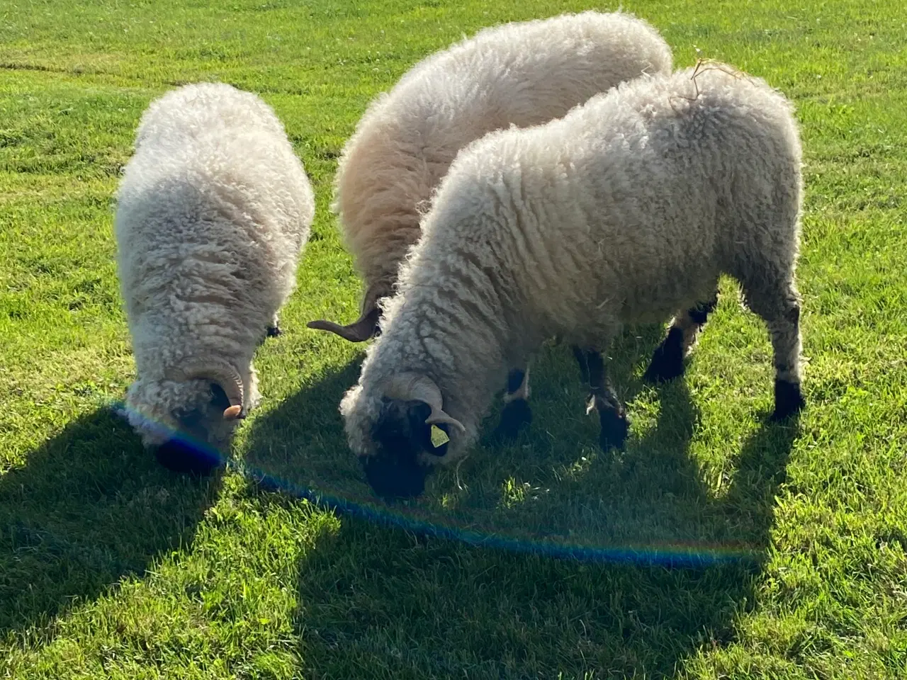 Billede 3 - Valaise Blacknose 