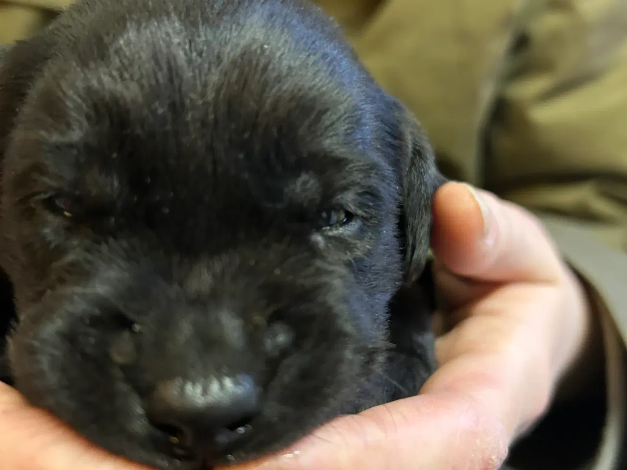 Billede 10 - Skønne labradorhvalpe sælges
