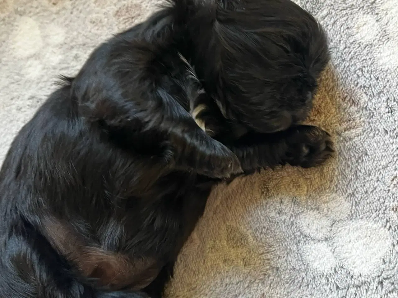 Billede 11 - Shih Tzu hvalpe