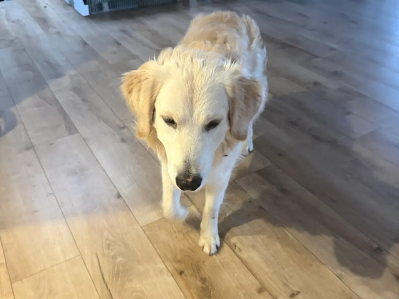 Billede 3 - Golden retriever 