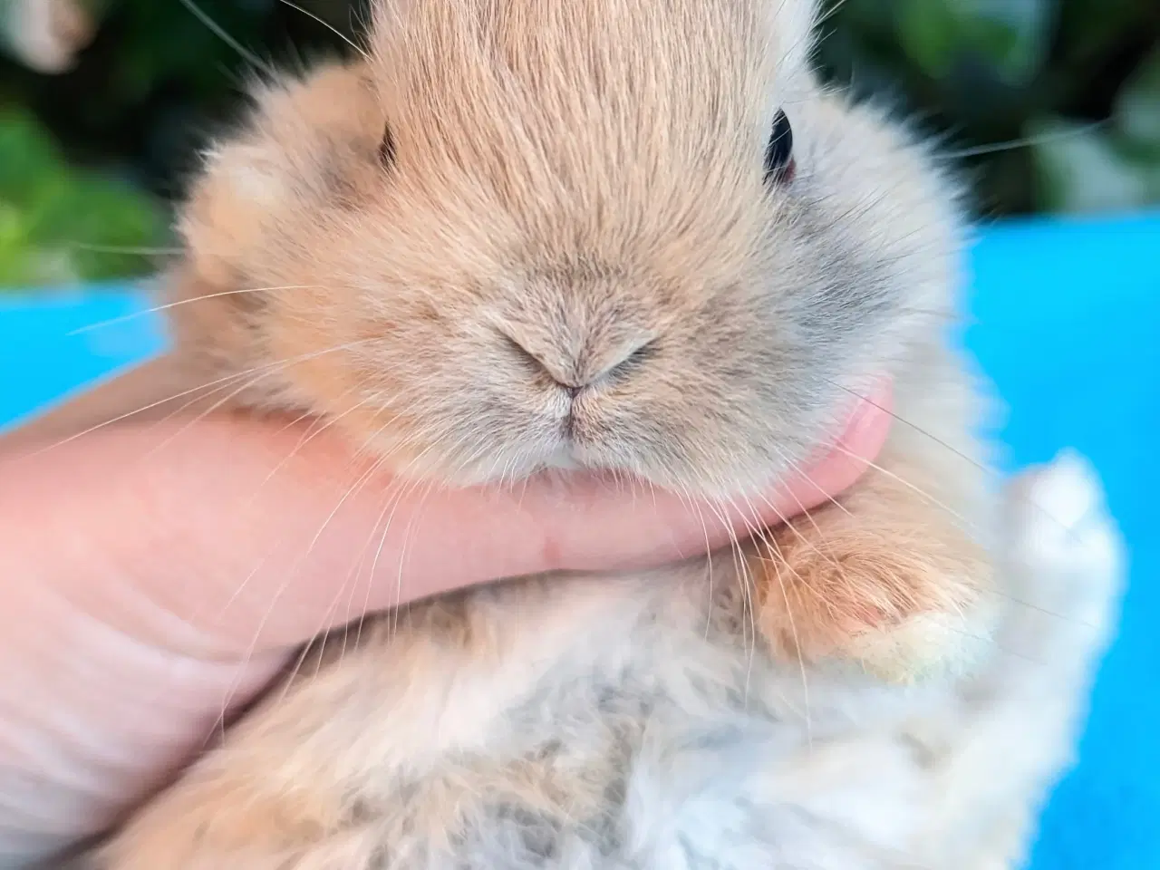 Billede 4 - Hermelin kaninunge sælges 