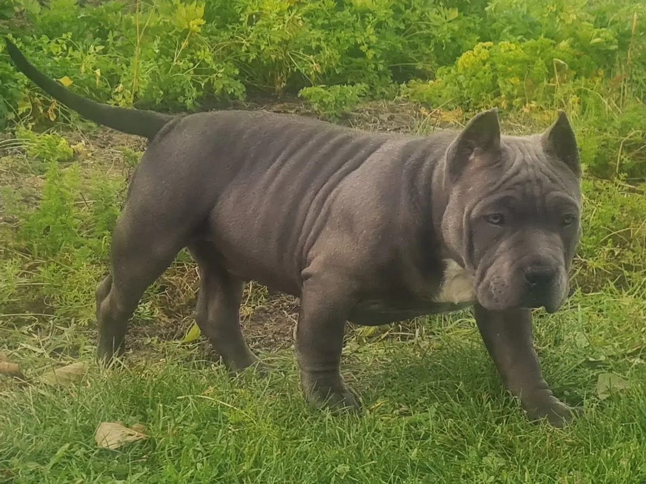 Billede 2 - American Bully Tilbage 