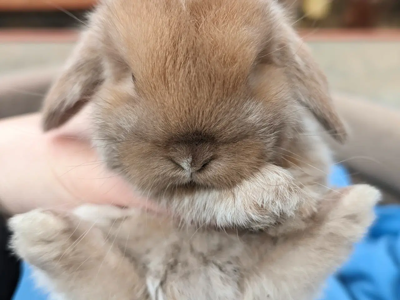 Billede 6 - Minilop kaninunge sælges 