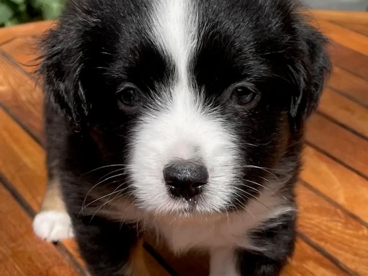Billede 3 - 4 stk. Miniature American Shepherd,  30. august