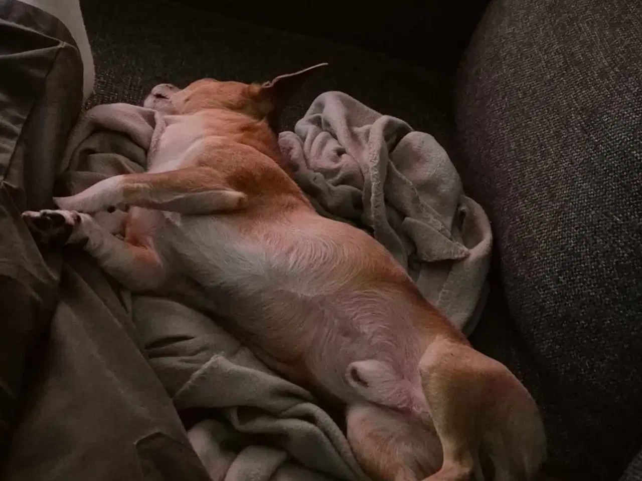 Billede 2 - Chihuahua han, 5 år