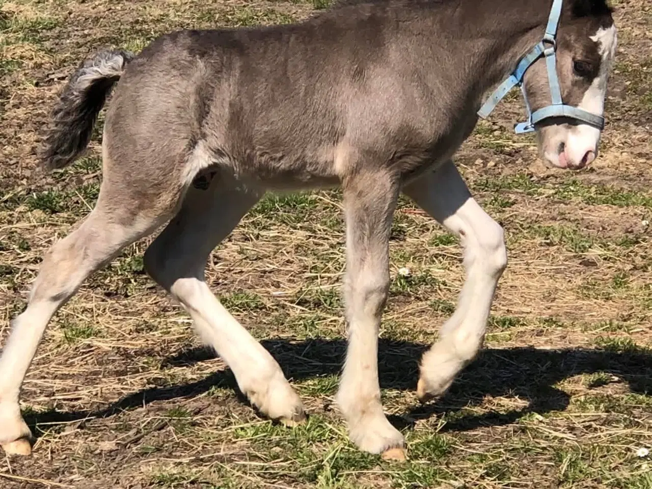 Billede 2 - Irish cob hingst