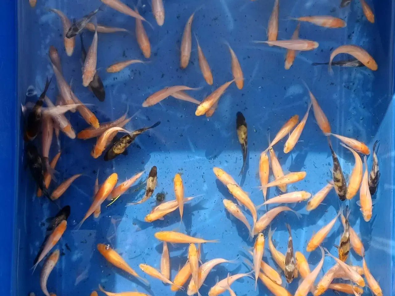 Billede 2 - Koi 50 stk (3-6cm.)