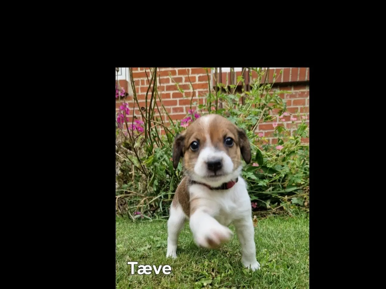 Billede 7 - Dansk svensk gårdhunde hvalpe 