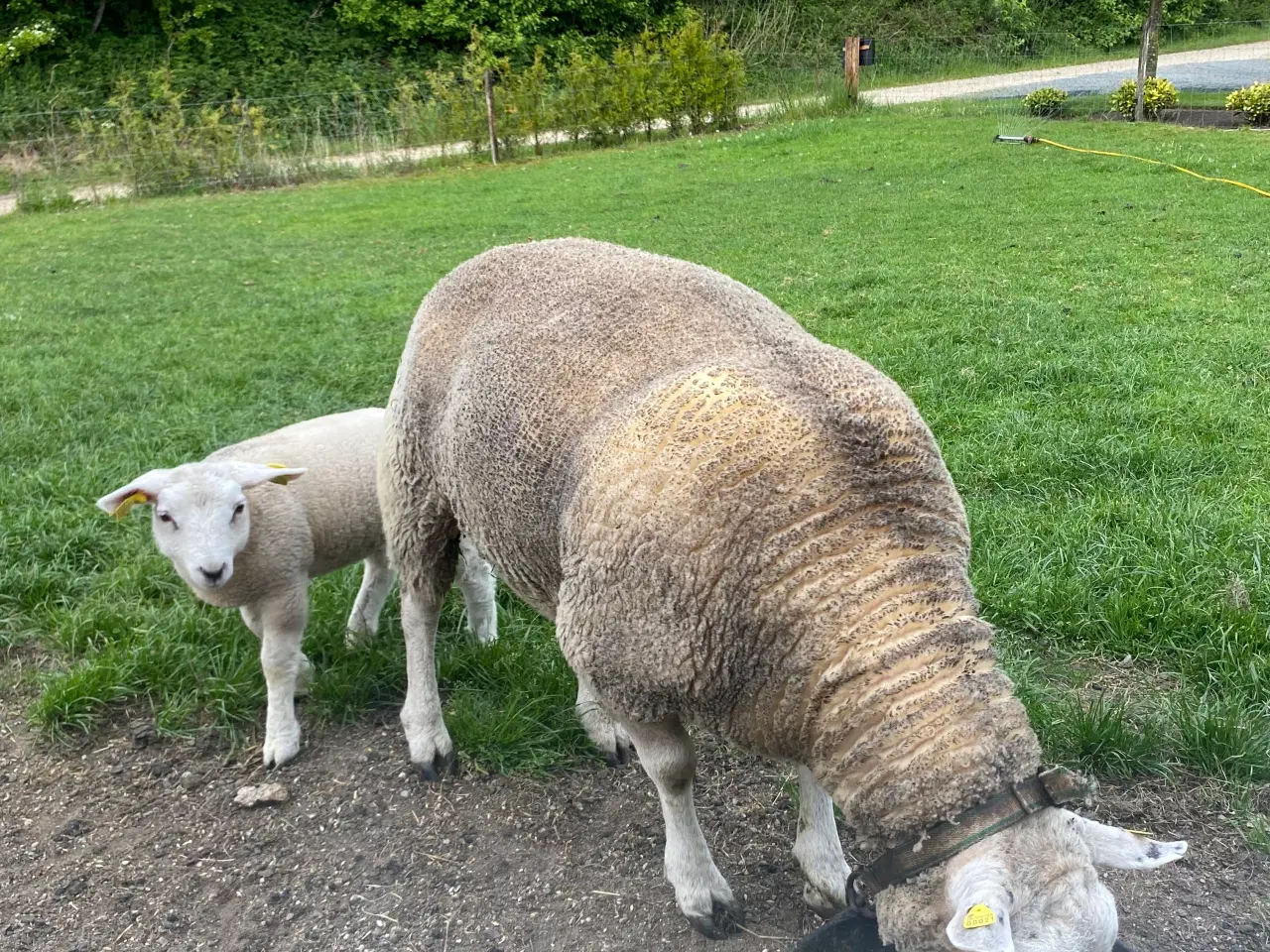 Billede 5 - Texel