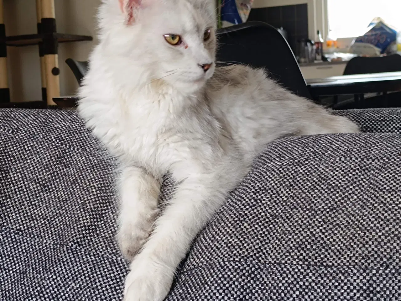 Billede 6 - Maine coon pige