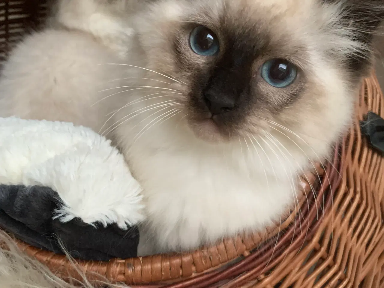 Billede 4 - Ragdoll killing- søde familievenner