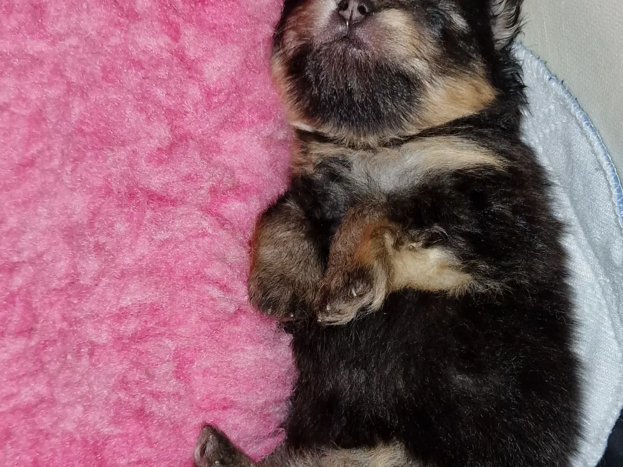 Billede 2 - Pomeranian  3 uger Black an tan 