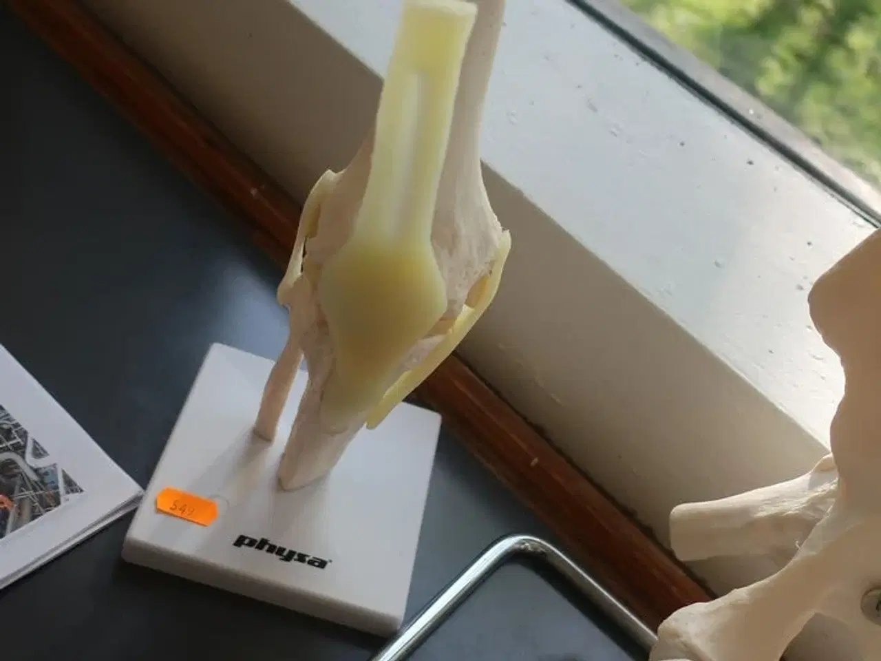 Billede 5 - Undvisningsknogler PHYSA (rygsøjle, skulder & knæ)