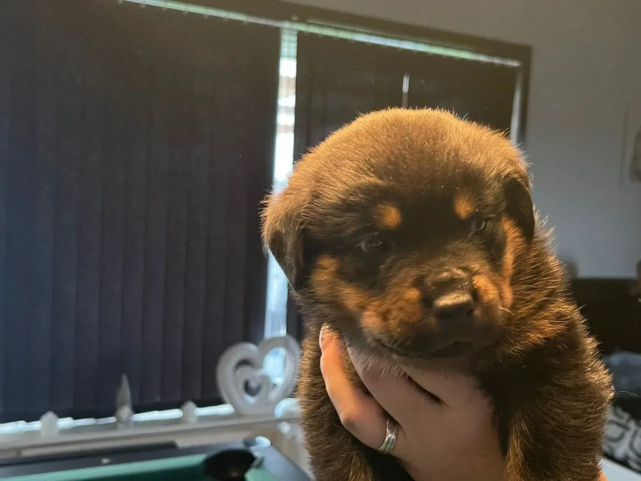 Billede 7 - Ægte Rottweiler