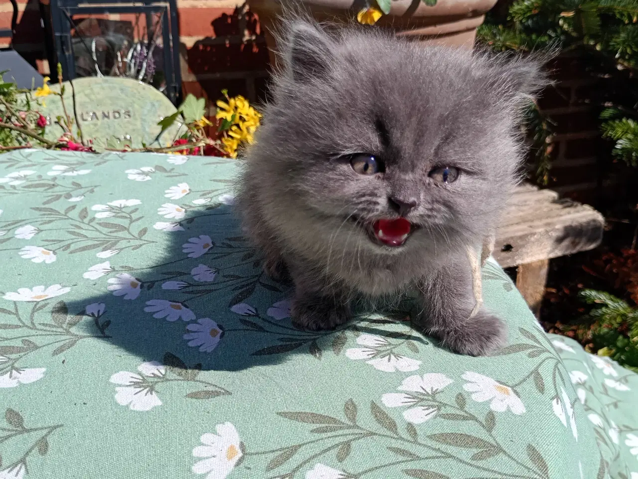 Billede 4 - British Longhair pige