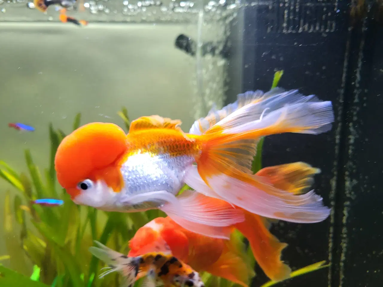 Billede 3 - 3 stk. Store slørhale 150 kr.