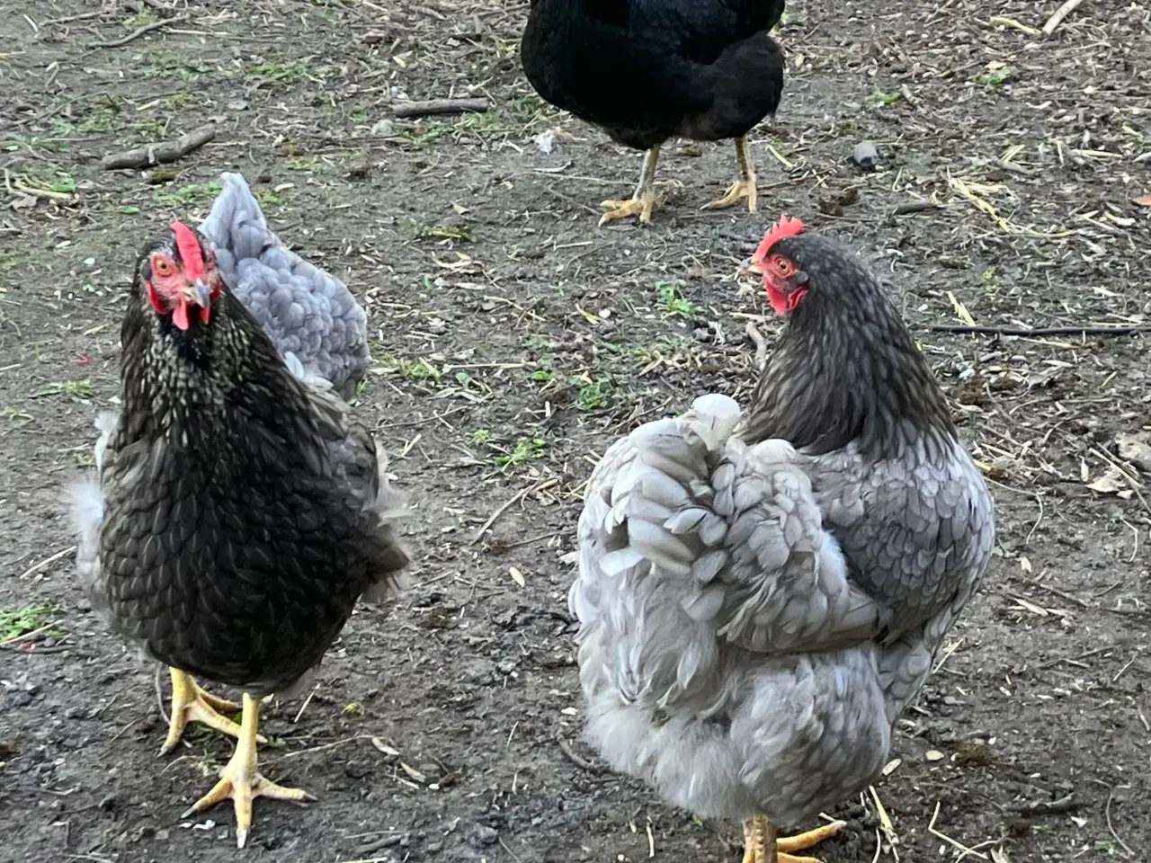 Billede 4 - Sorte og grå høns 