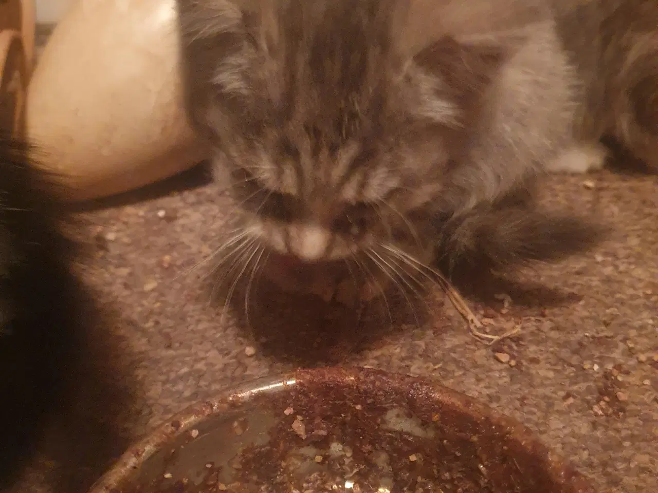 Billede 1 - 2 killinger