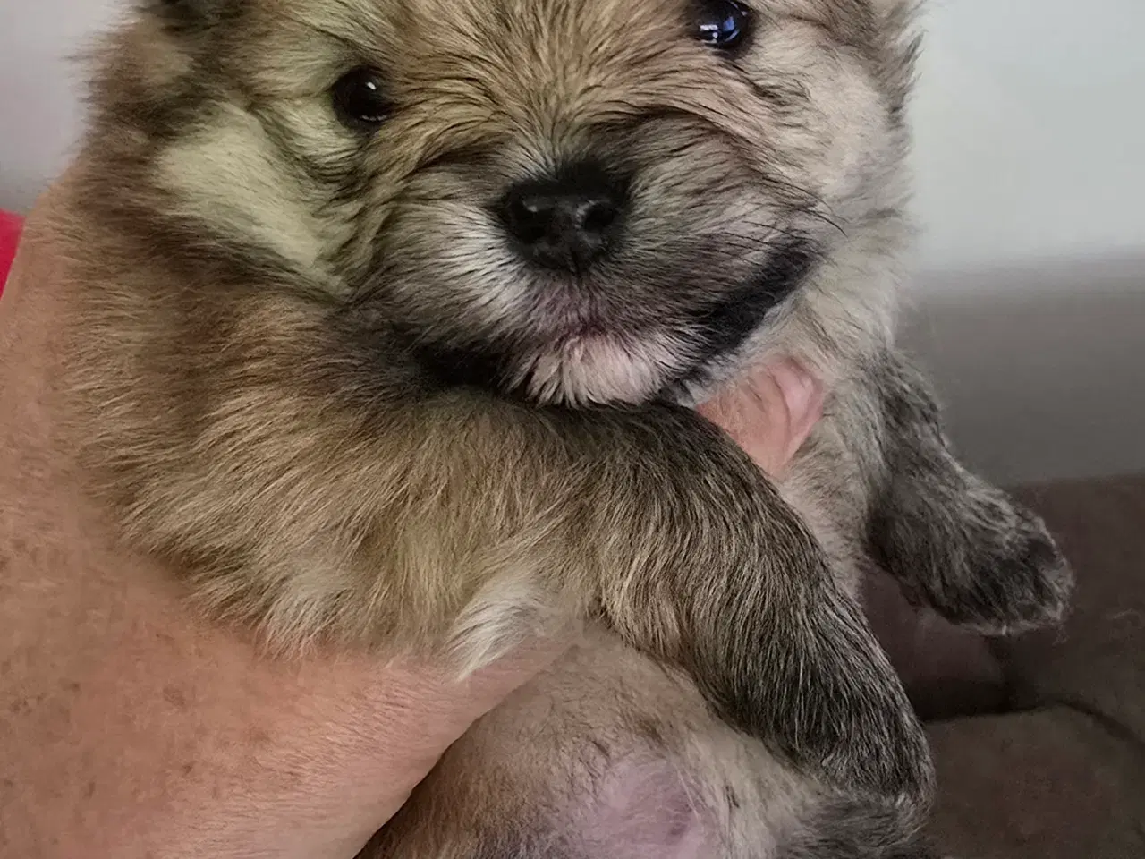 Billede 3 - Pomeranian hvalpe , 4 søde drenge. 