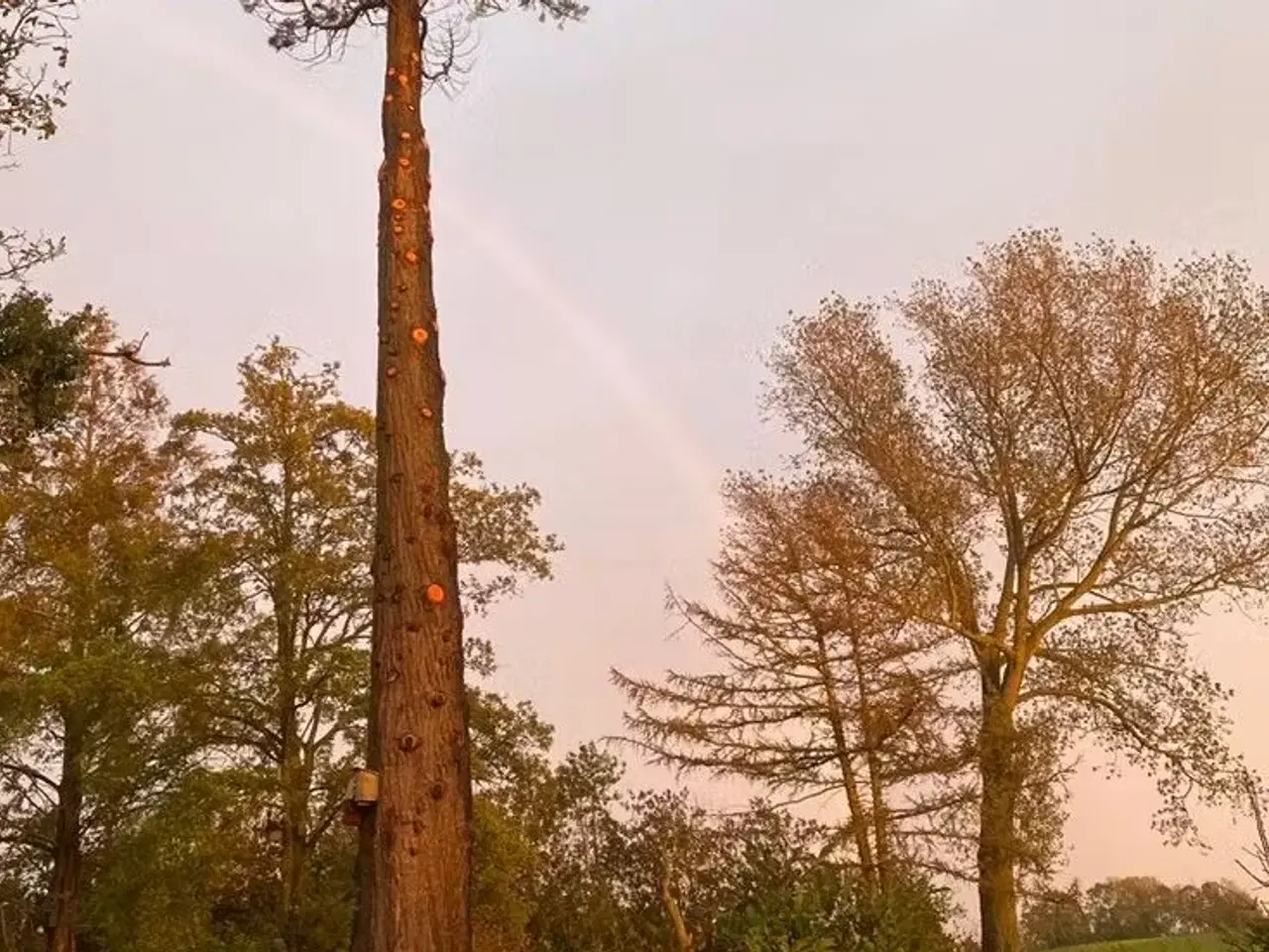 Billede 3 - Opstamning af træer og dine grene til flis.