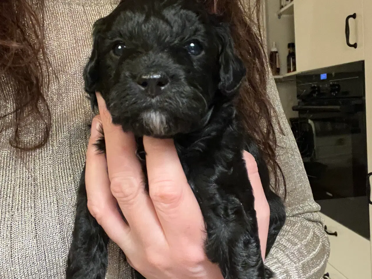 Billede 1 - Dværgpuddel blanding, foxpuddel, hvalpe