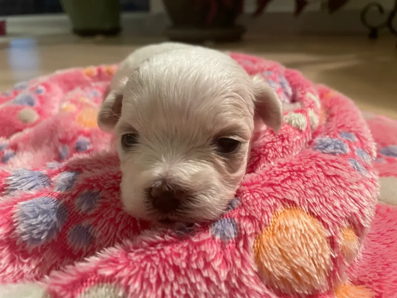 Billede 7 - Malteser hvalpe