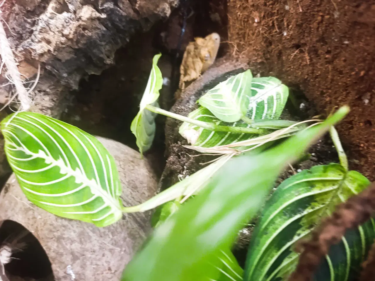 Billede 4 - terrarium komplet med en sund og rolig kronegekko.
