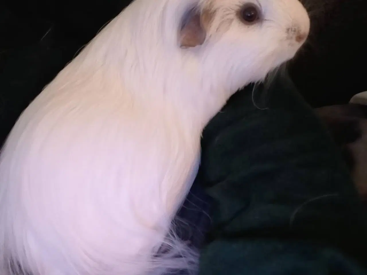 Billede 3 - Prut søger Forever hjem