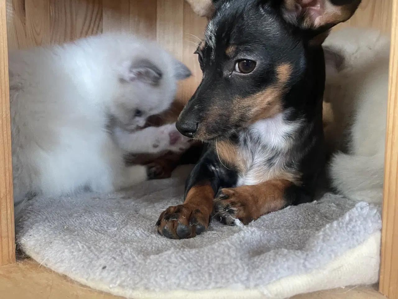 Billede 10 - Lækre Prazsky krysarik hvalpe 