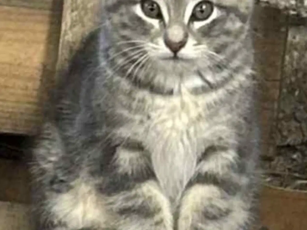 Billede 3 - Whiskas killinger