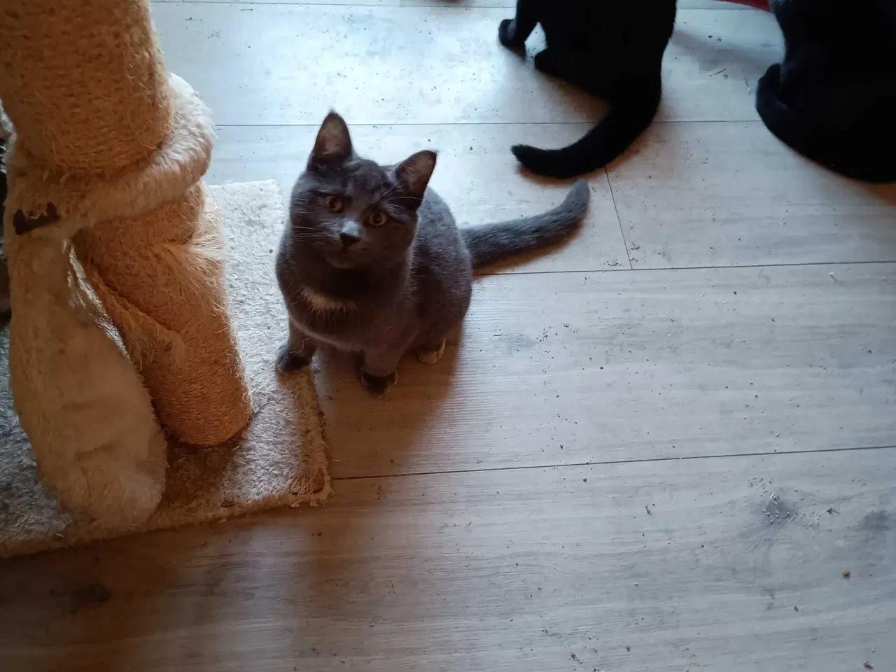 Billede 14 - 16 uger gammel killinger