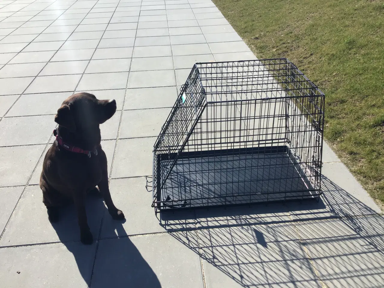 Billede 2 - Hundebur i sort metal