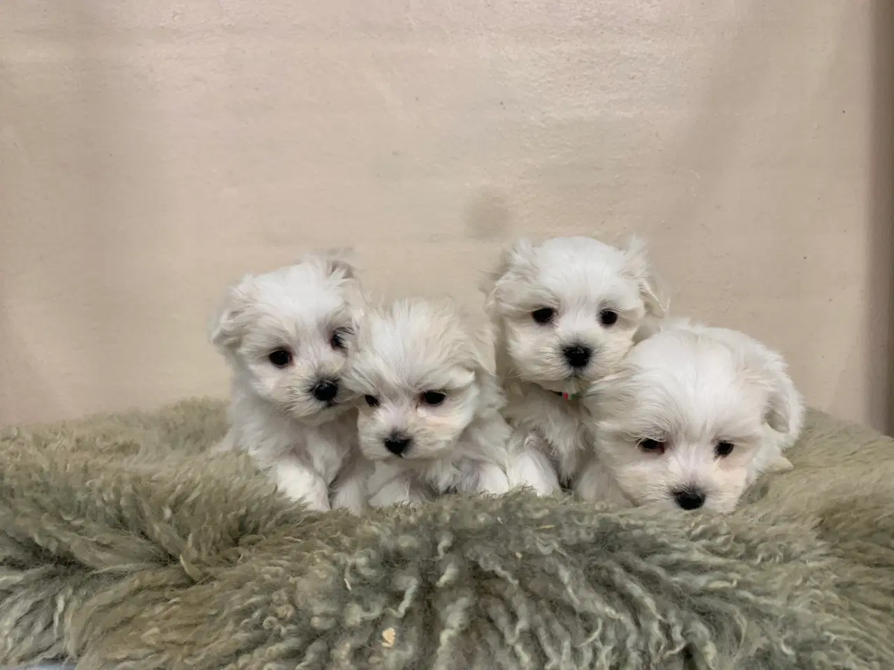 Billede 2 - Ægte mini malteser babyer