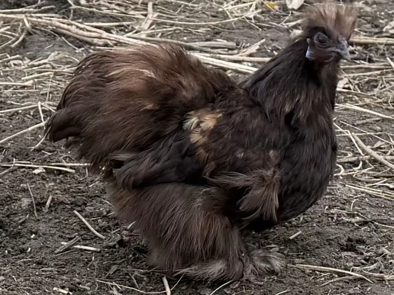 Billede 1 - Dværg silker