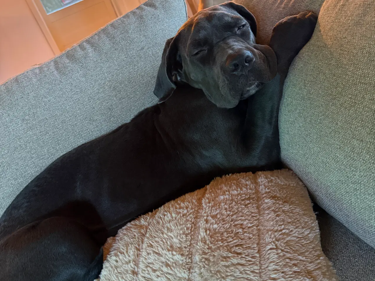 Billede 2 - Cane corso sælges