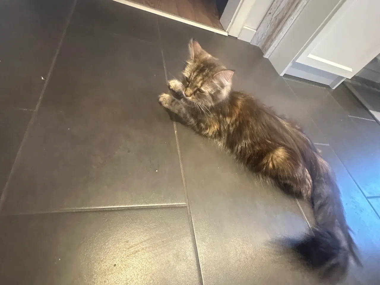 Billede 7 - Norsk skovkat killinger