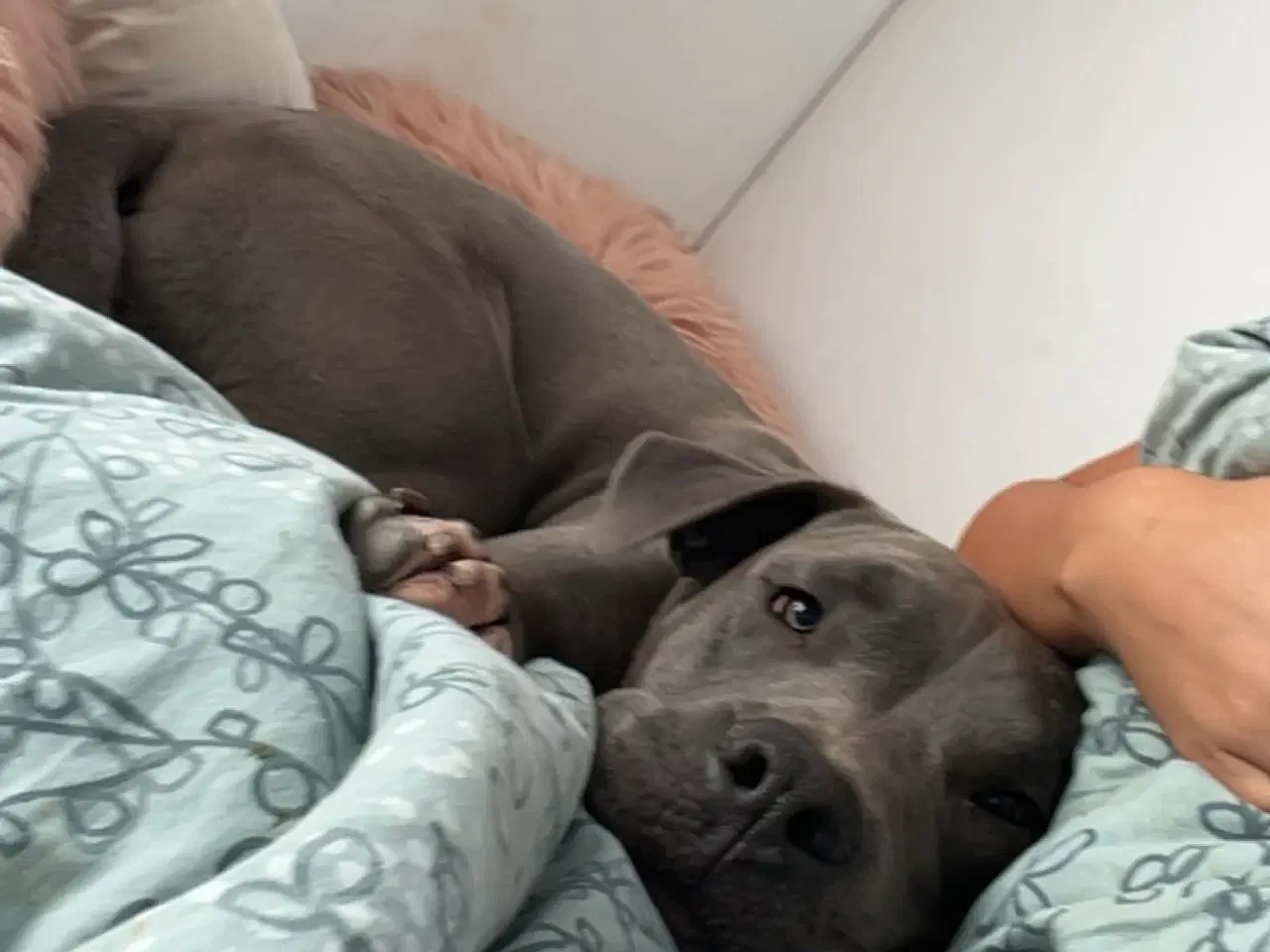 Billede 2 - Hanhund søger nyt hjem