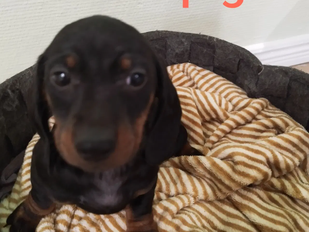 Billede 5 - Gravhunde hvalpe Korthåret