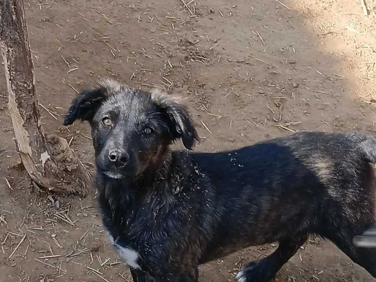 Billede 2 - Sødeste Zia leder efter sin helt egen familie 💝