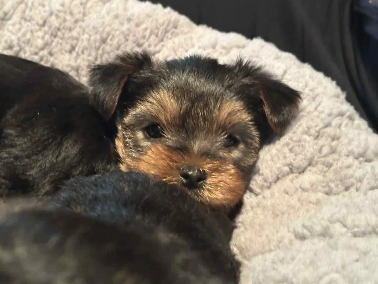 Billede 5 - 💙💙💙💙❤️Yorkshire terrier hvalpe