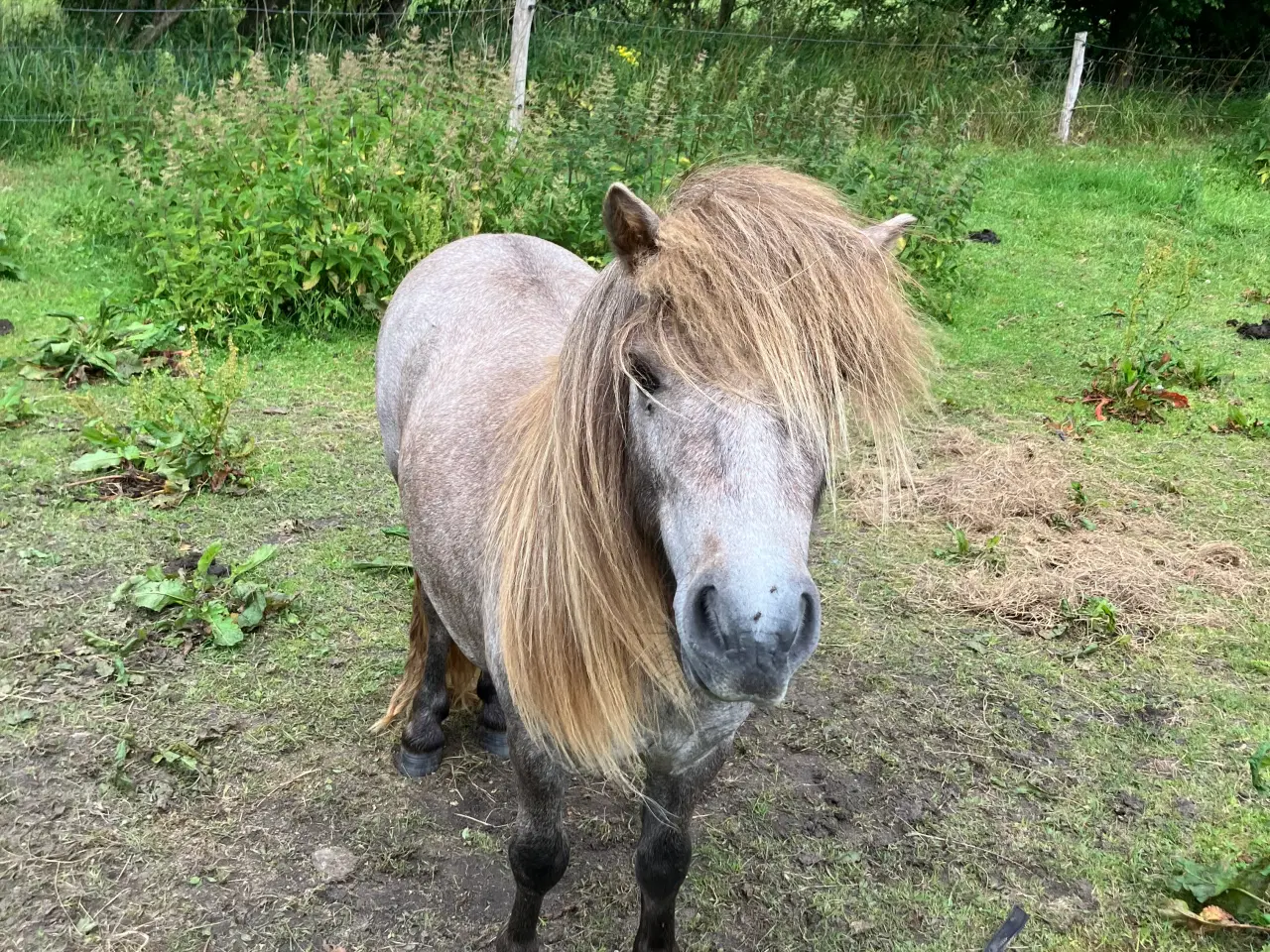 Billede 1 - Bedækning/sommergræs v Shetlænder Hingst