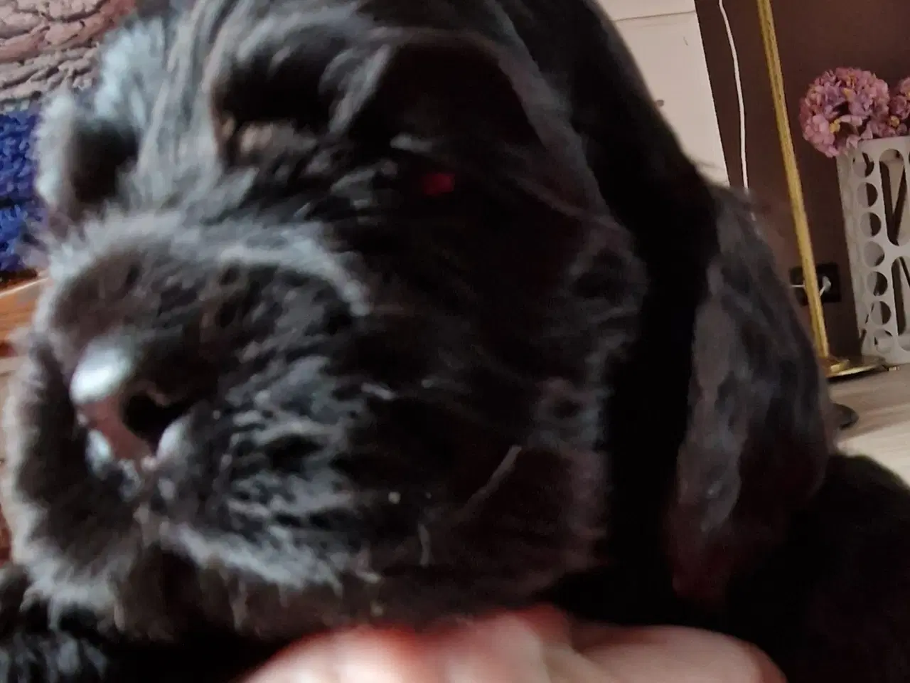 Billede 1 - Amerikansk cocker spaniel valper født 10 juni til 