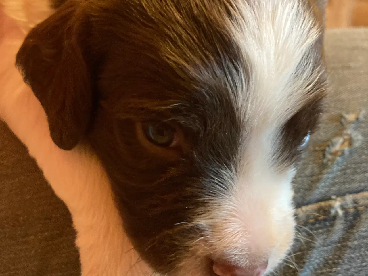 Billede 4 - Engelske Springer Spaniel