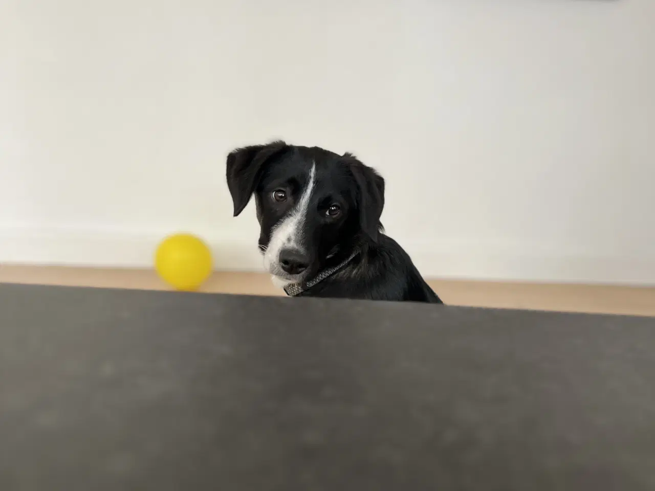 Billede 7 - Smukkeste lille pige søger familie