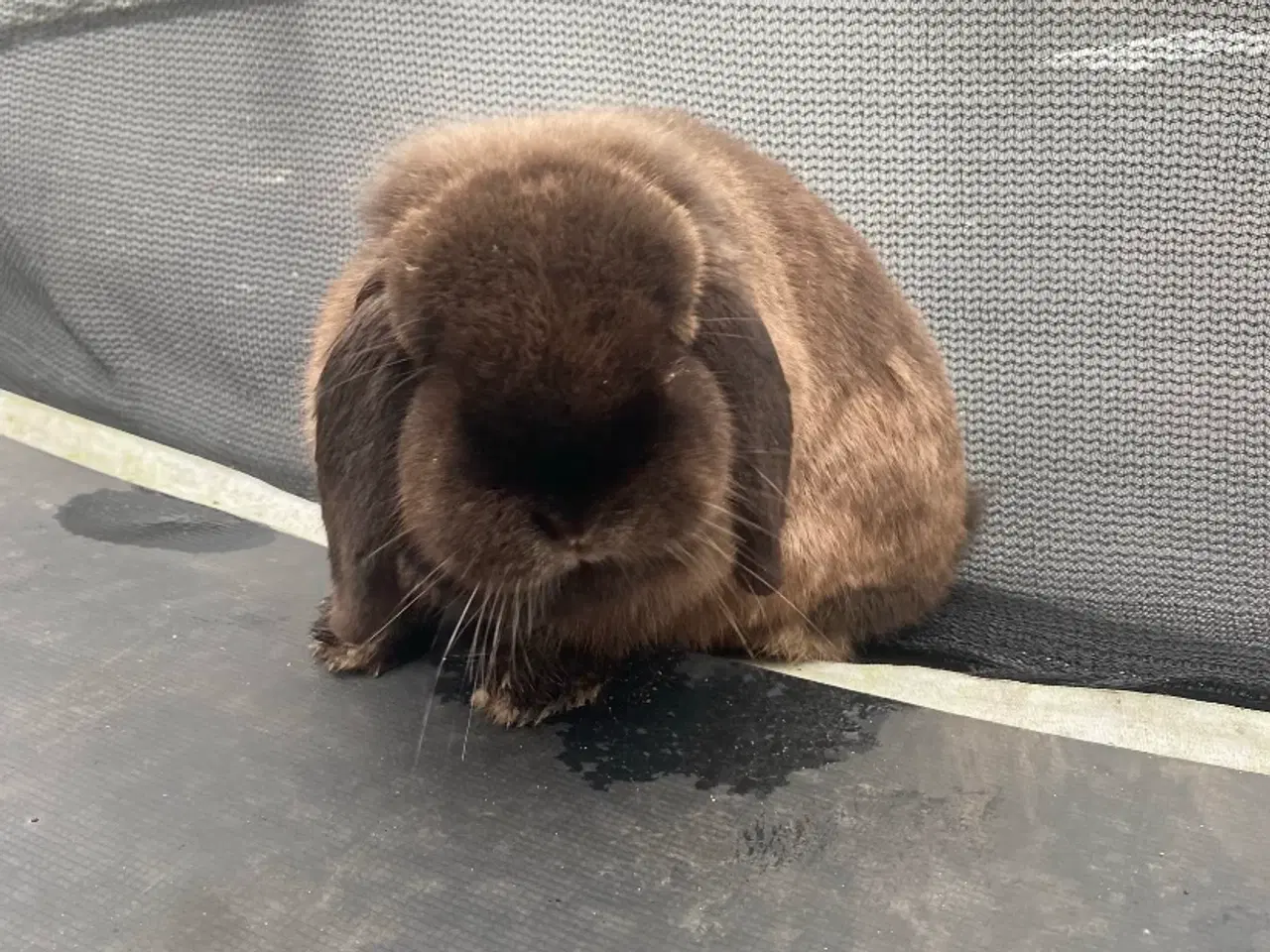 Billede 4 - Kanin (Mini lop) gratis i denne uge!!