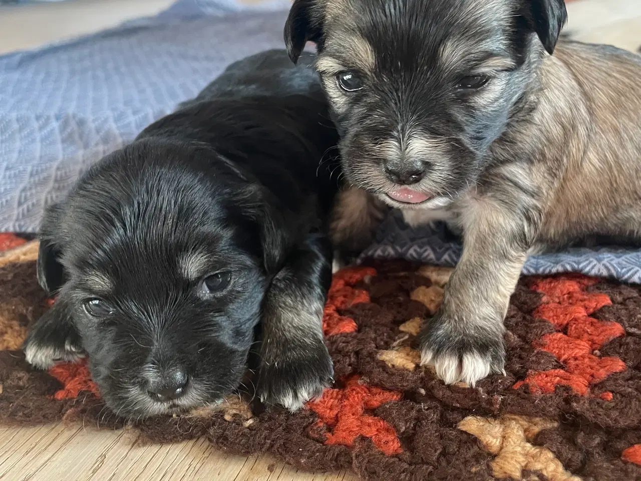 Billede 16 - Skønne shih tzu & bomulds hvalpe 