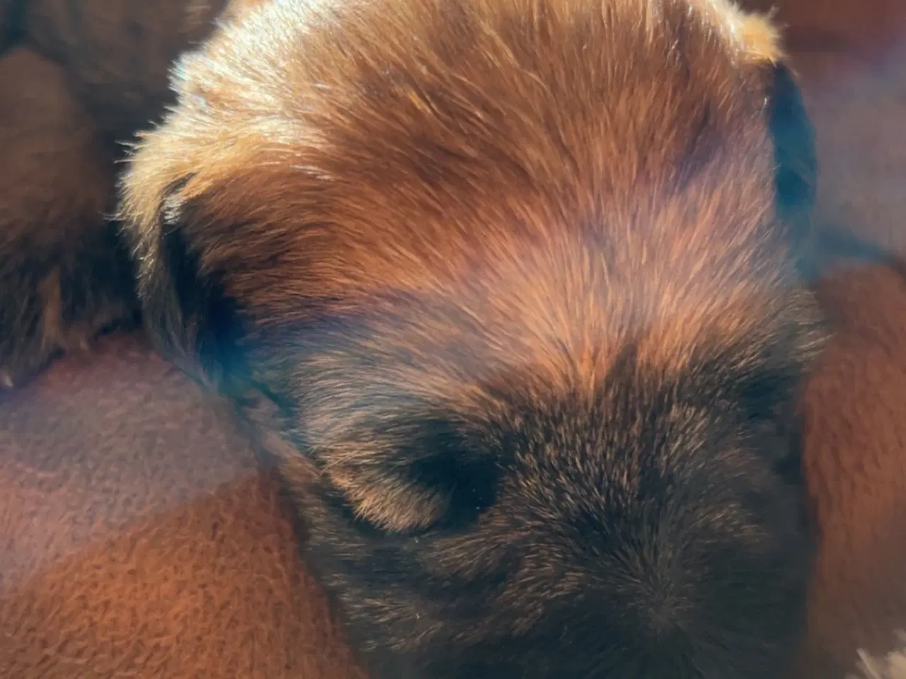 Billede 4 - Irish softcoated Wheaten terrier