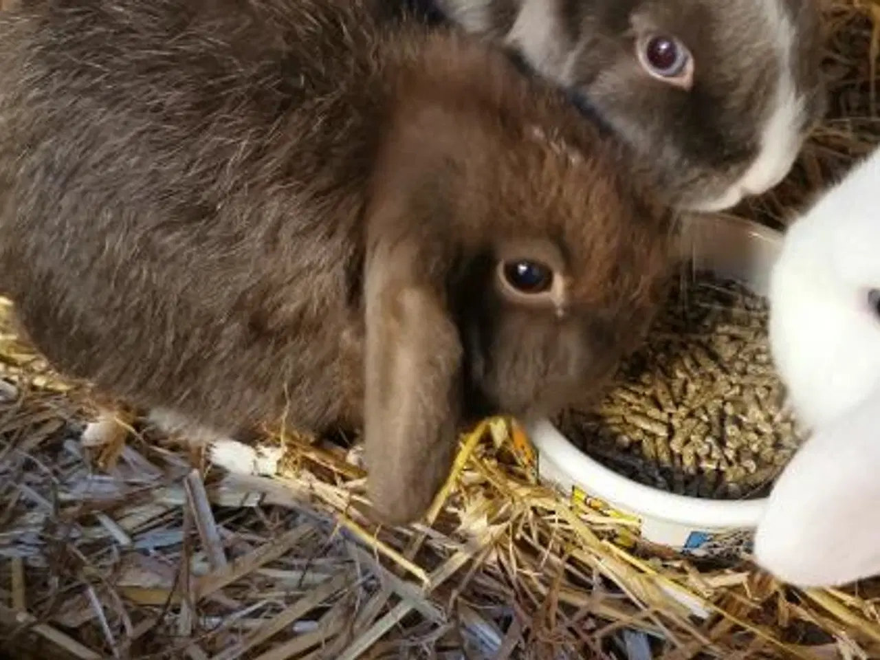 Billede 4 - Minilop unger