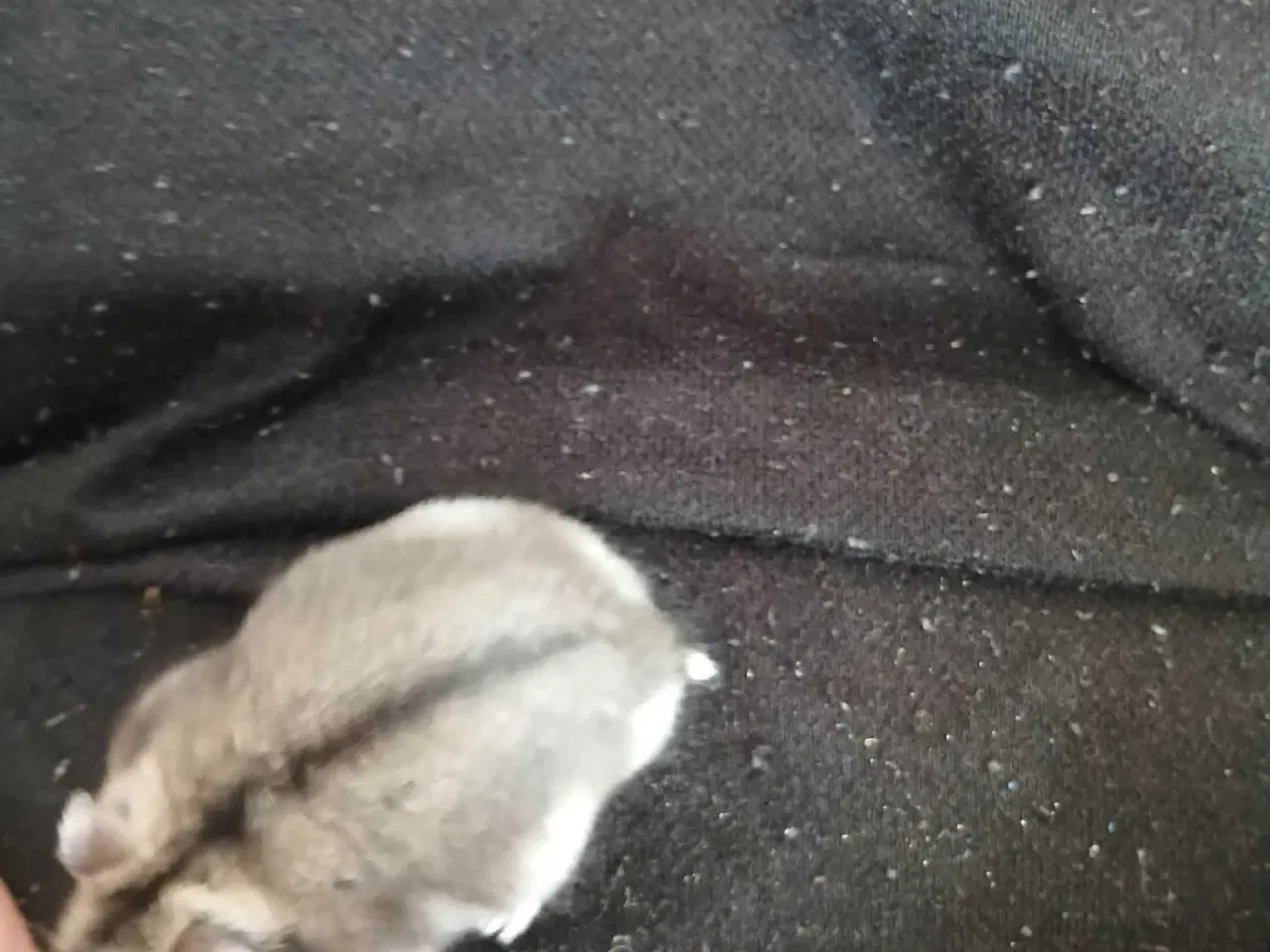 Billede 3 - Dværghamster unger 